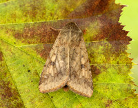 73.076 BF2400 Scarce Bordered Straw Helicoverpa armigera