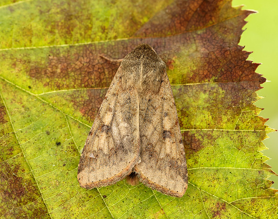 73.076 BF2400 Scarce Bordered Straw Helicoverpa armigera
