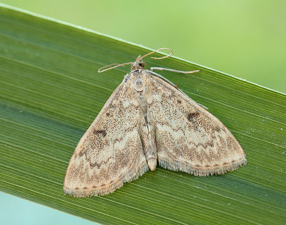 63.020 BF1380 Anania perlucidalis