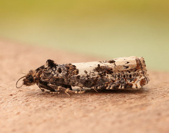 49.285 BF1184 Epiblema scutulana