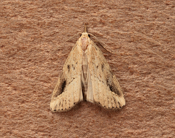 72.061 BF2484 Pinion-streaked Snout Schrankia costaestrigalis