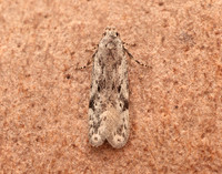 35.151 BF770 Carpatolechia proximella