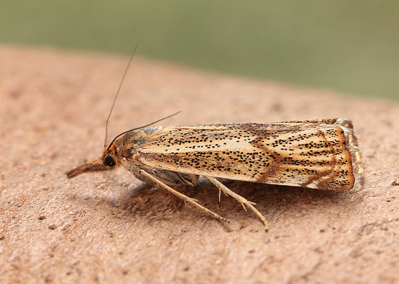 63.107 BF1321 Thisanotia chrysonuchella