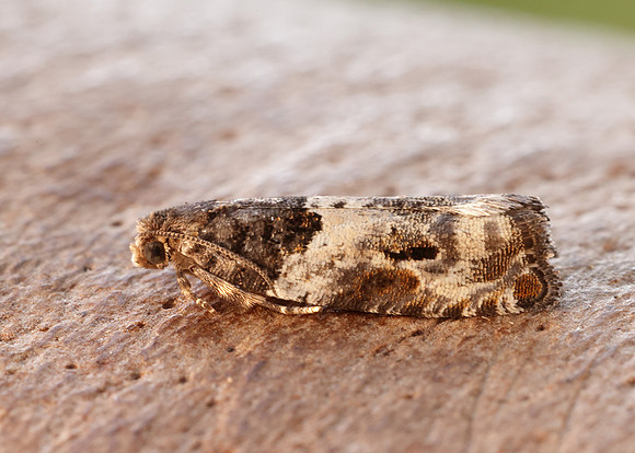 49.279 BF1169 Gypsonoma dealbana