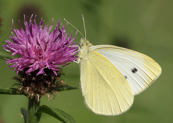 Small White Pieris rapae