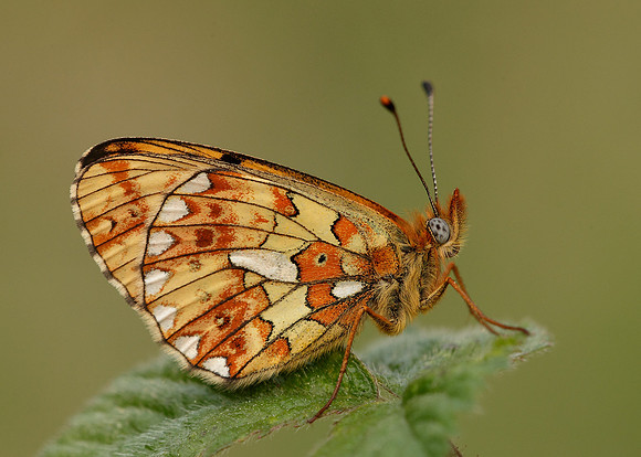 Pearl-Bordered Fritillary Boloria euphrosyne