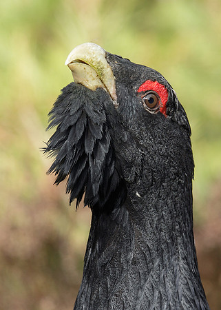 Capercaillie Tetrao urogallus