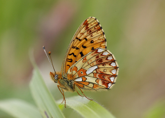 Pearl-Bordered Fritillary Boloria euphrosyne