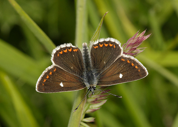 Northern Brown Argus Aricia artaxerxes artaxerxes