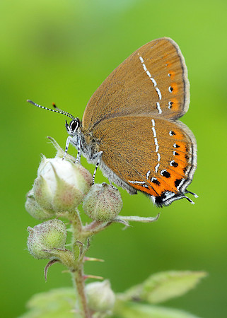 Black Hairstreak Satyrium pruni