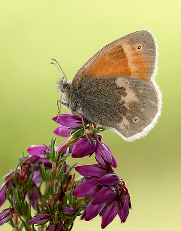 Large Heath scotica Coenonympha tullia scotica