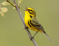Prairie Warbler Setophaga discolor