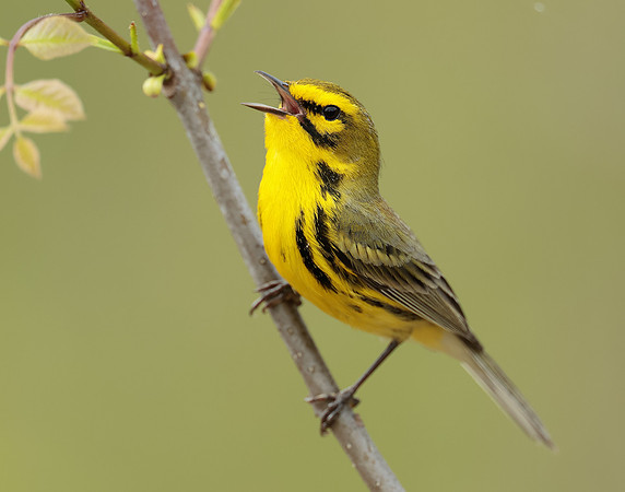 Prairie Warbler Setophaga discolor