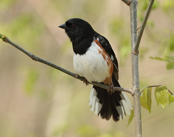 Eastern Towhee Pipilo erythrophthalmus