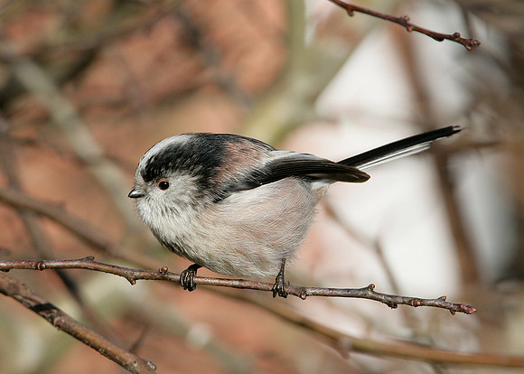 Long-tailed Tit Aegithalos caudatus
