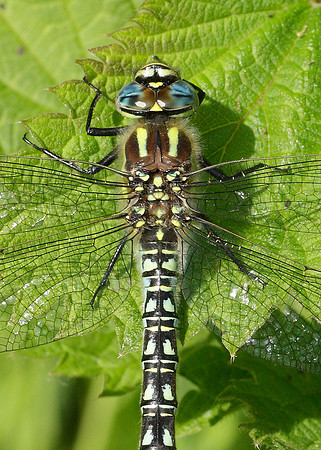 Hairy Dragonfly Brachytron pratense