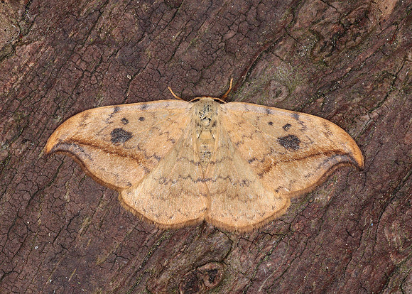65.005 BF1648 Pebble Hook-tip Drepana falcataria falcataria