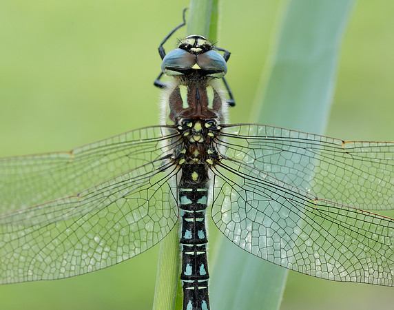 Hairy Dragonfly Brachytron pratense
