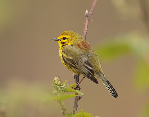 Prairie Warbler Setophaga discolor