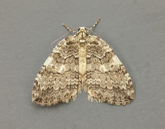 70.108 BF1796 Pale November Moth Epirrita christyi
