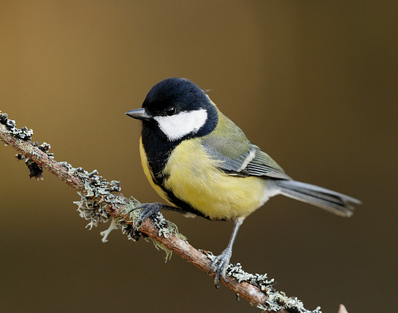 Great Tit Parus major