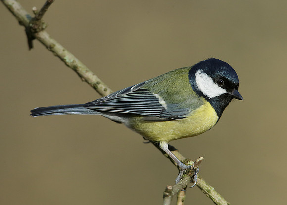 Great Tit Parus major