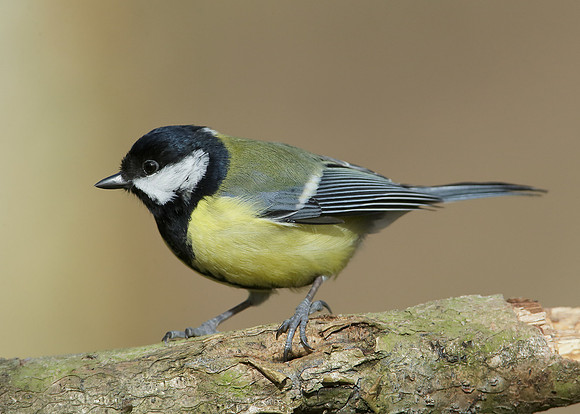 Great Tit Parus major