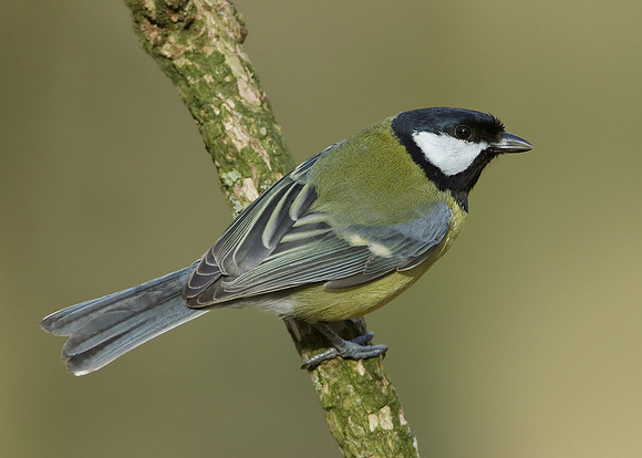 Great Tit Parus major