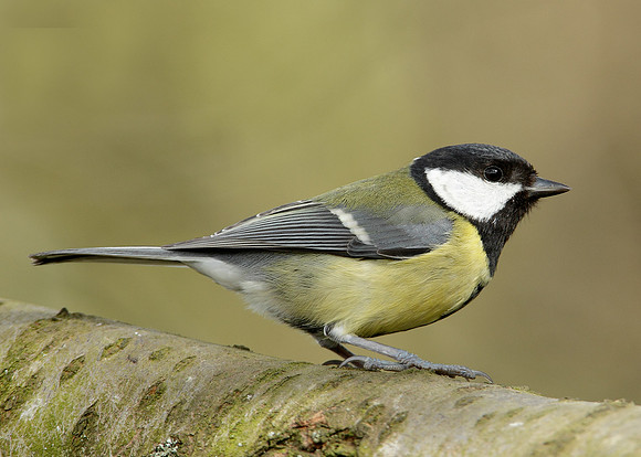 Great Tit Parus major