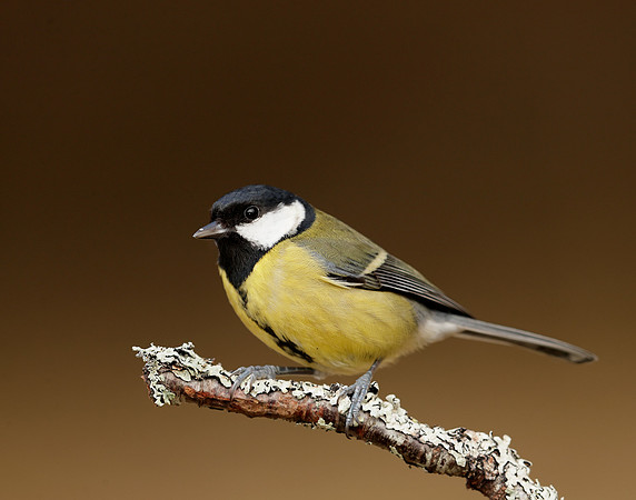Great Tit Parus major