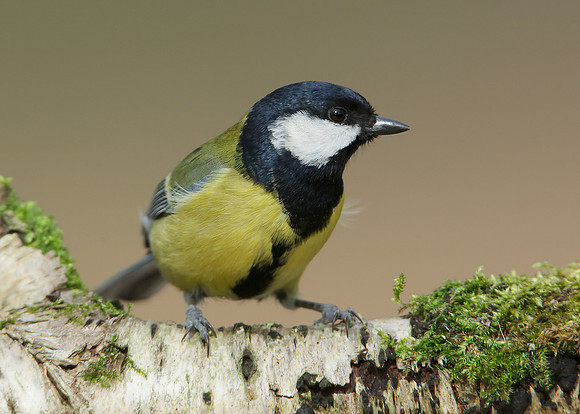 Great Tit Parus major