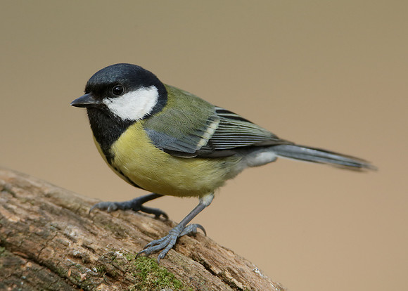Great Tit Parus major
