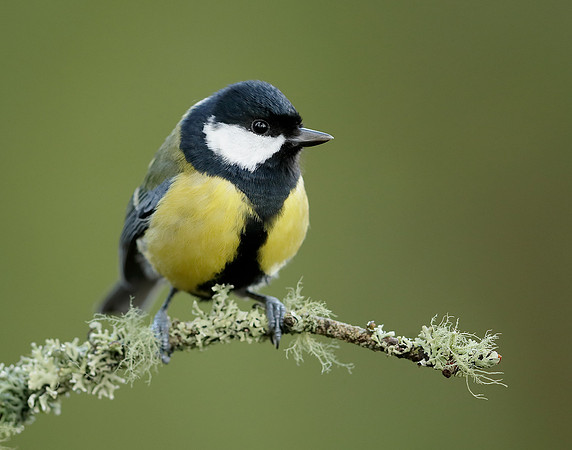 Great Tit Parus major
