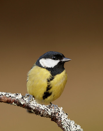 Great Tit Parus major