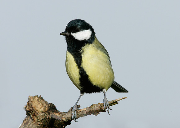 Great Tit Parus major