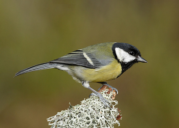 Great Tit Parus major