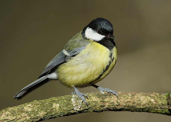 Great Tit Parus major
