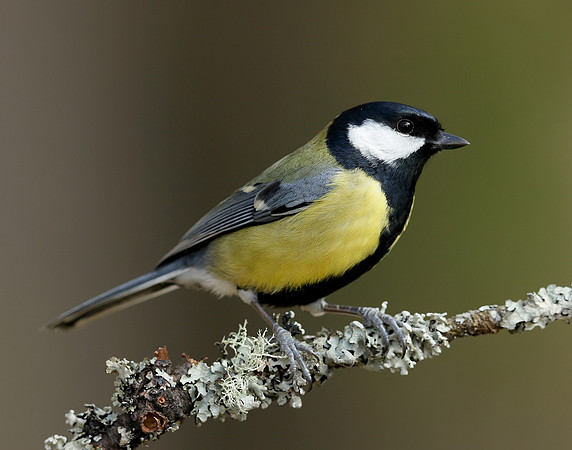 Great Tit Parus major