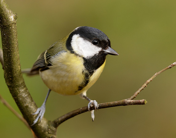Great Tit Parus major