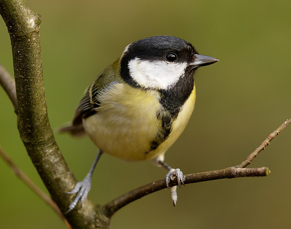 Great Tit Parus major