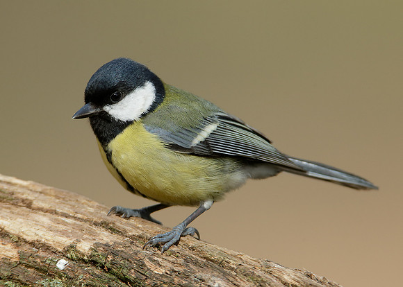 Great Tit Parus major