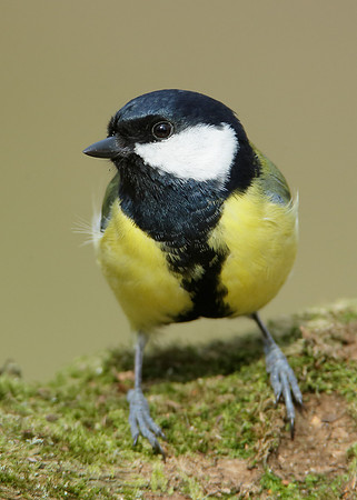 Great Tit Parus major