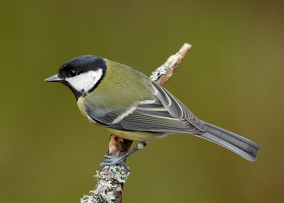 Great Tit Parus major