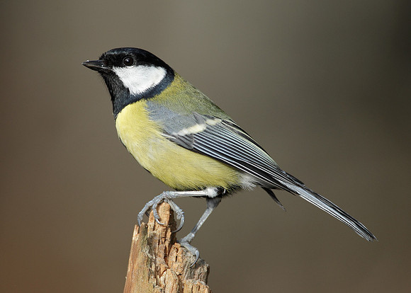 Great Tit Parus major