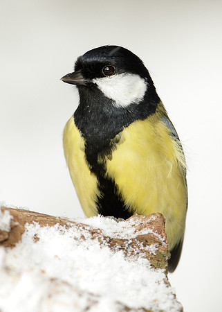 Great Tit Parus major