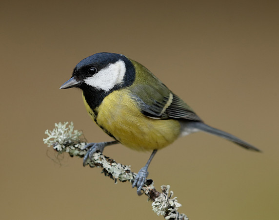 Great Tit Parus major
