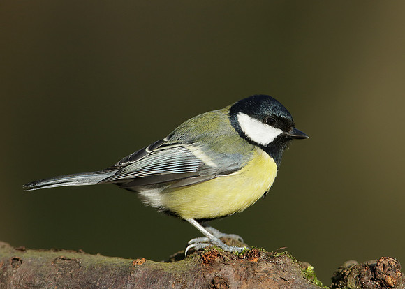Great Tit Parus major