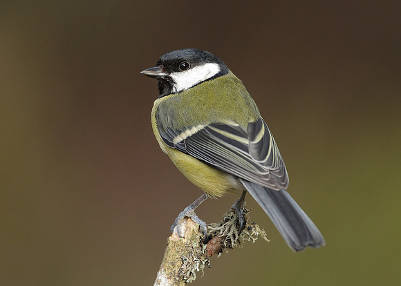 Great Tit Parus major