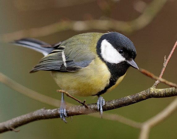 Great Tit Parus major