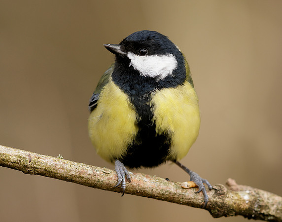 Great Tit Parus major